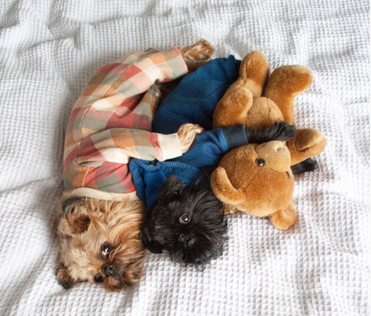 fluffy brown dog wearing a colourful onesie and black fluffy dog wearing a blue onesie and hugging a brown teddy bear