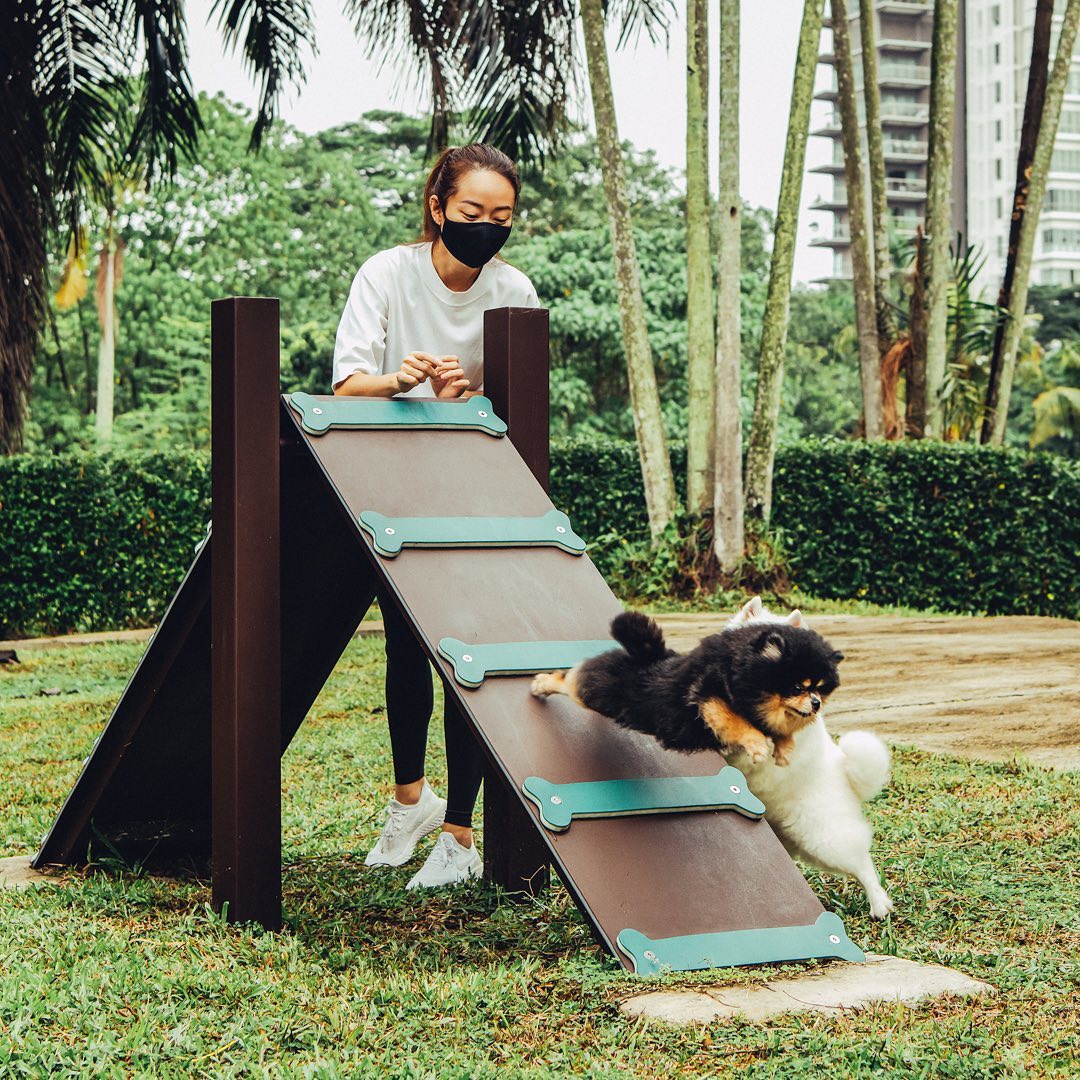 fluffy black and brown dog jumping off of a mat slide for a dog with a fluffy white dog next to it