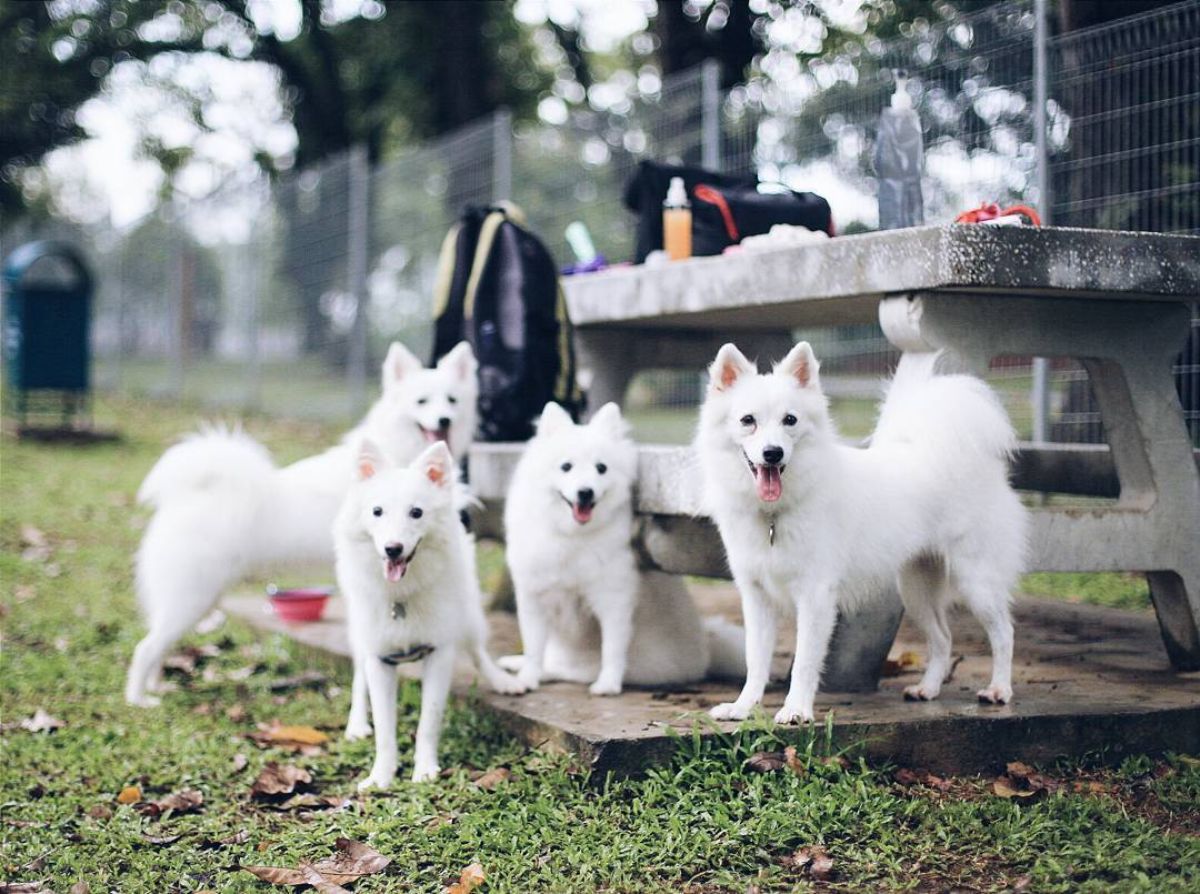 four fluffy white dogs sitting together by a park bench