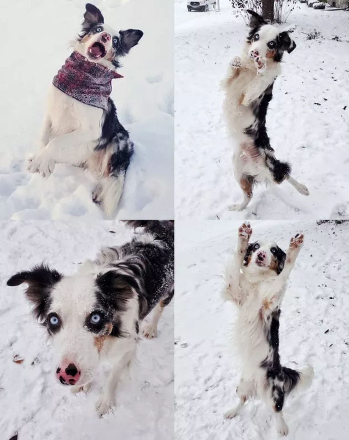 four photos of a black and white australian shepherd jumping up in snow