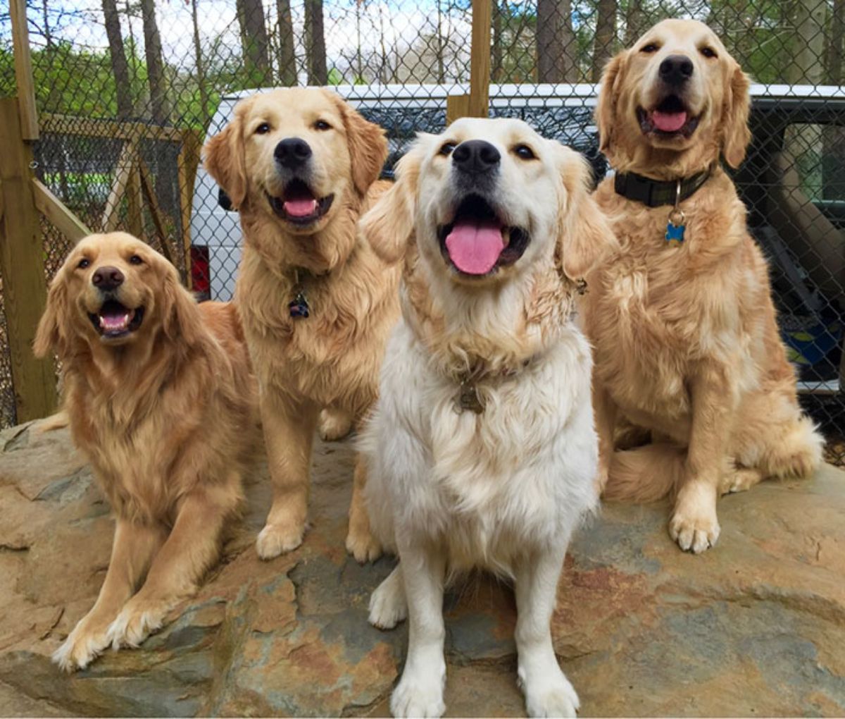 four smiling golden retrievers sitting together