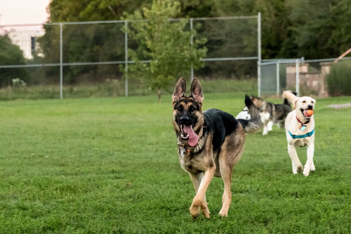 german shepehrd and white dog running with some other dogs behind them.jfif