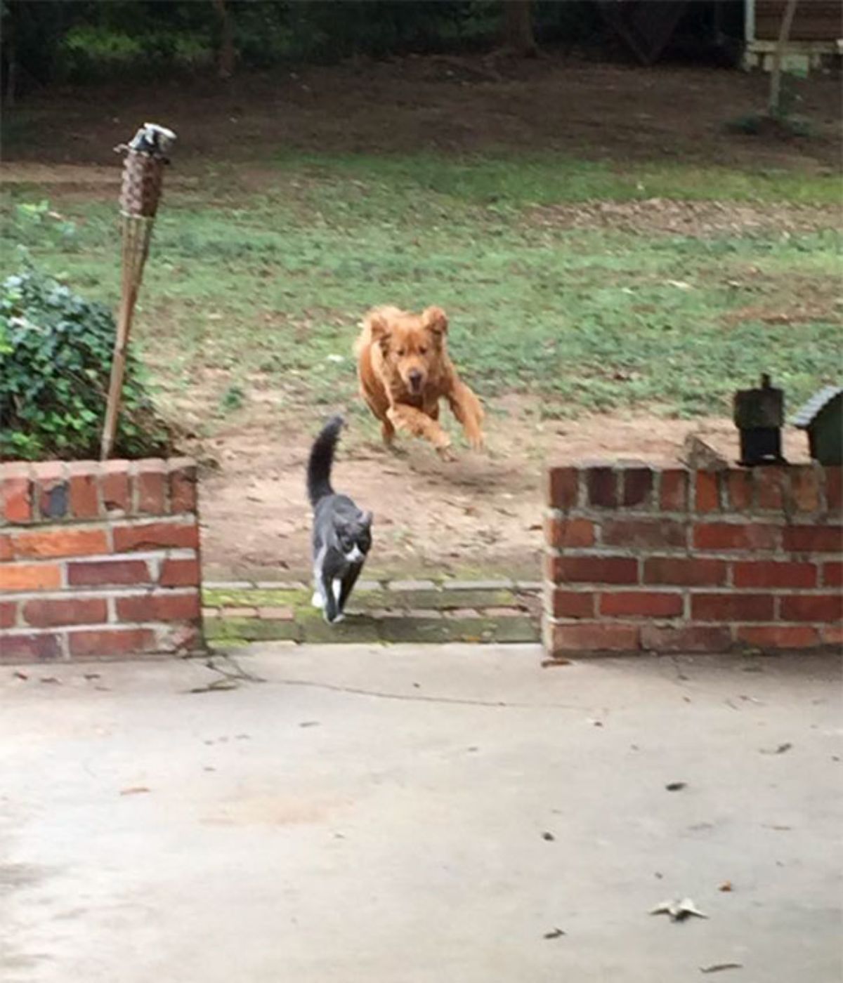 golden retriever chasing a grey and white cat through a garden