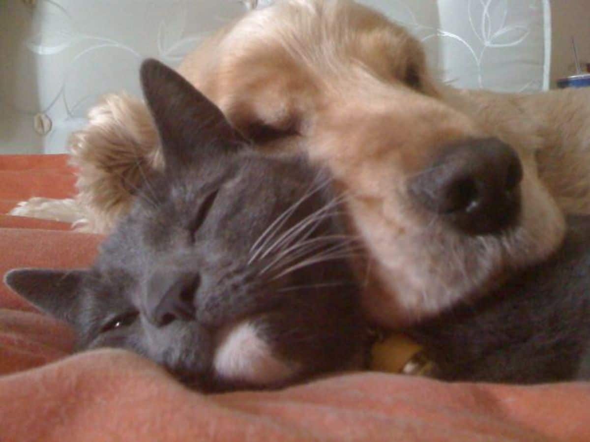 golden retriever cuddling and sleeping with a grey and white cat on an orange bed
