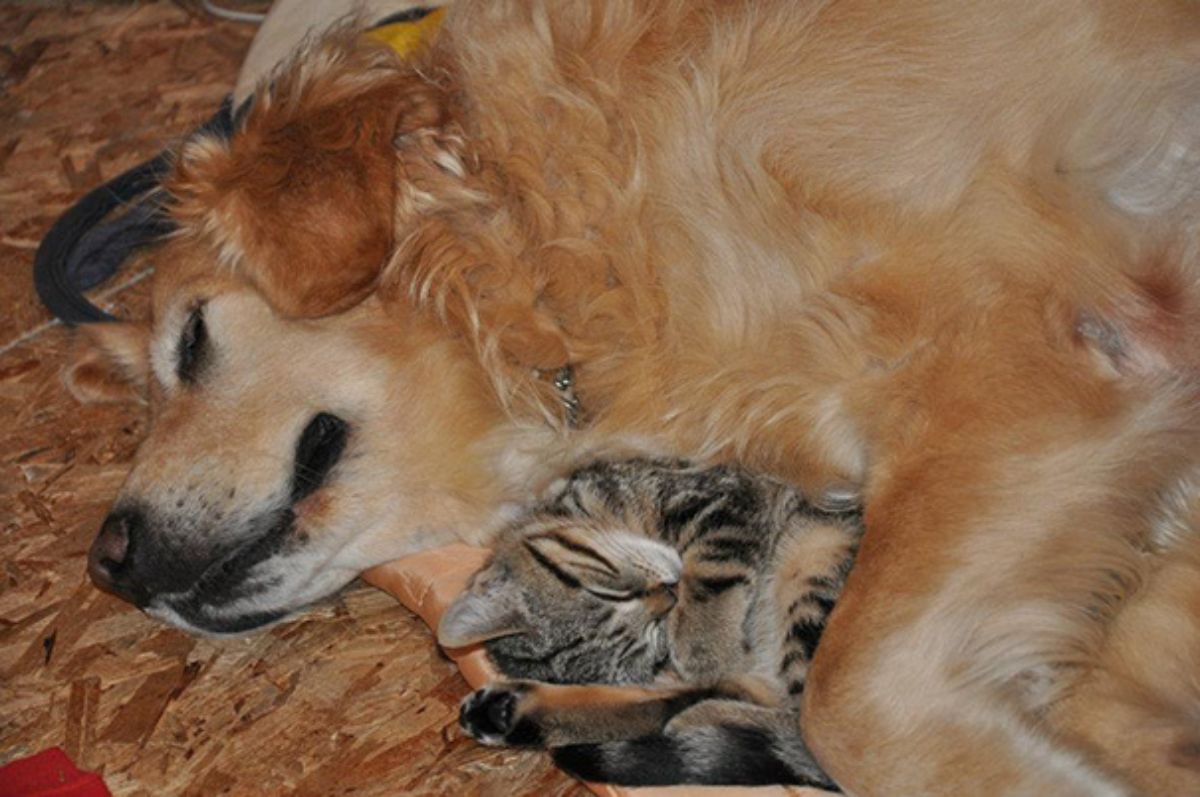 golden retriever cuddling and sleeping with a grey tabby cat
