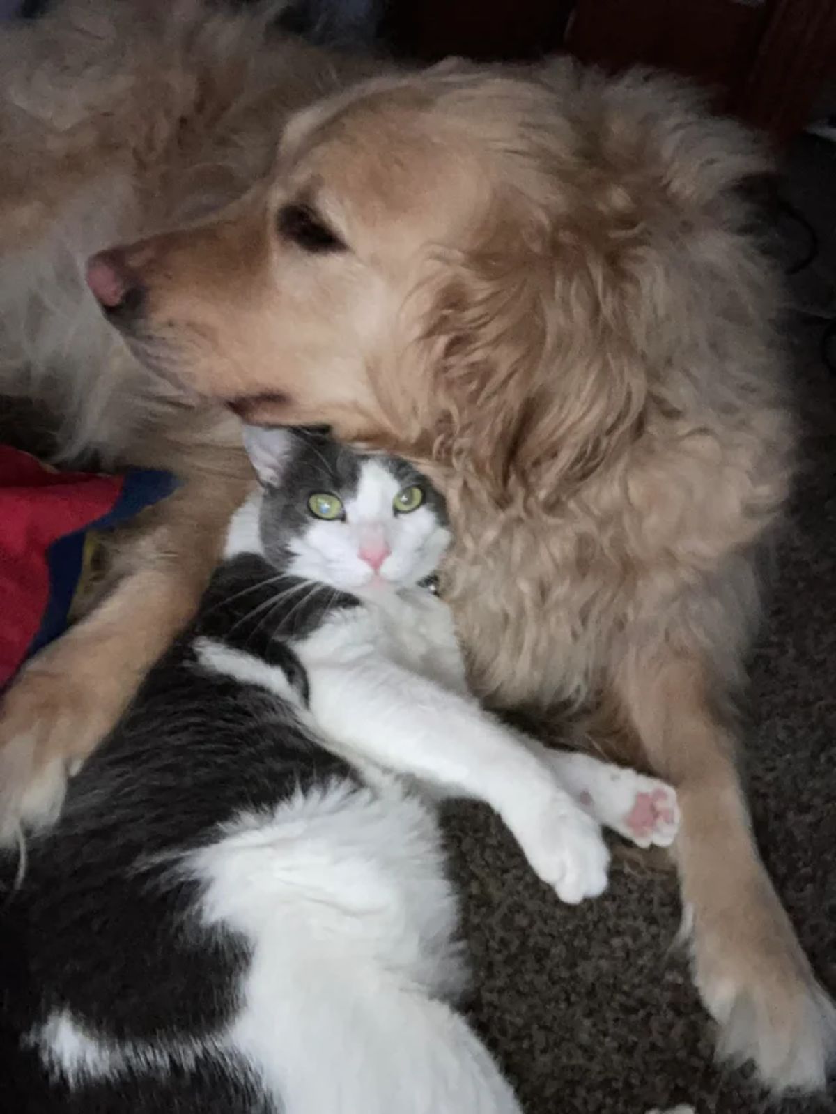 golden retriever cuddling with a grey and white cat