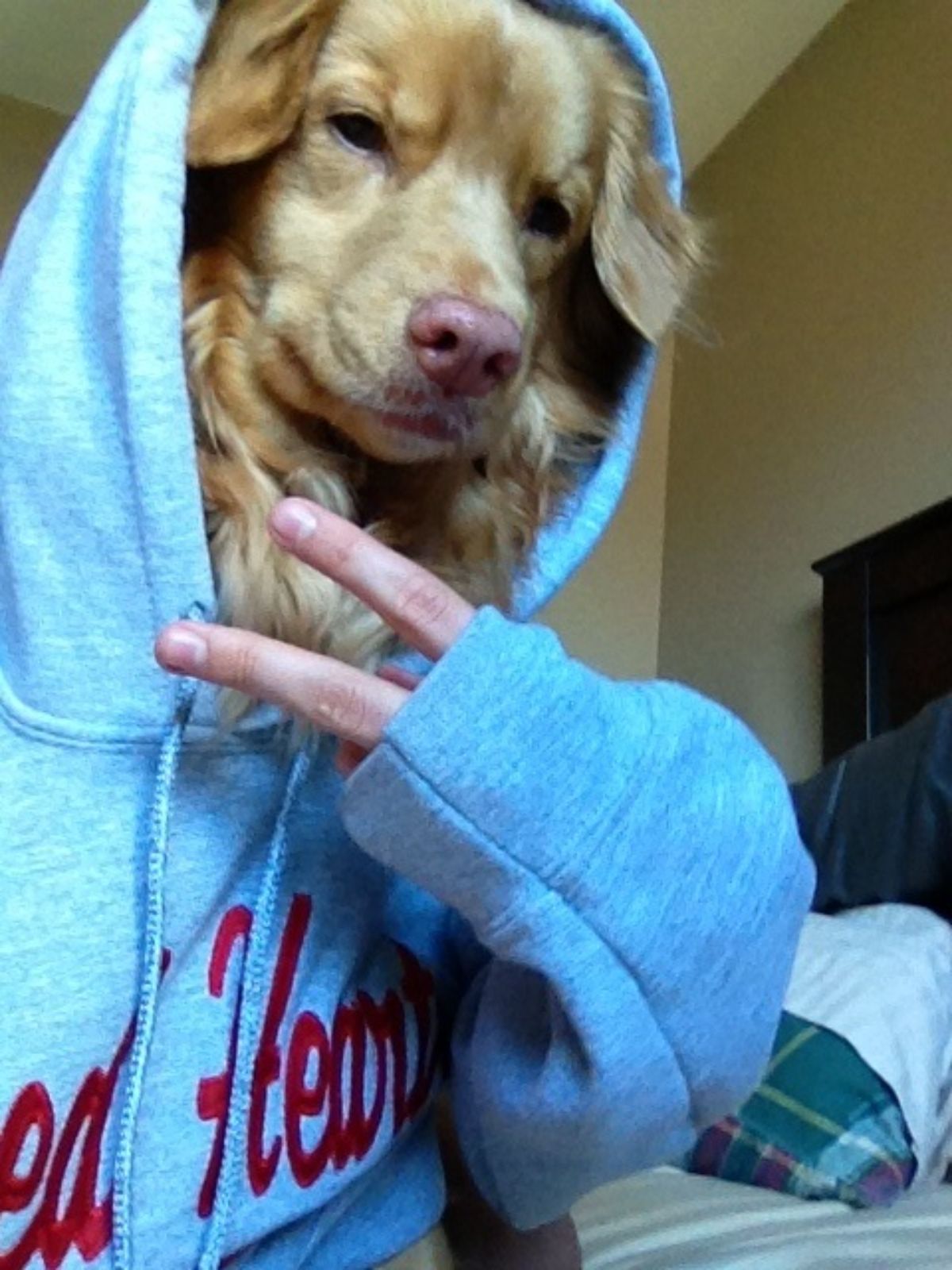golden retriever dressed in a blue hoodie with a person showing a peace sign through the sleeve