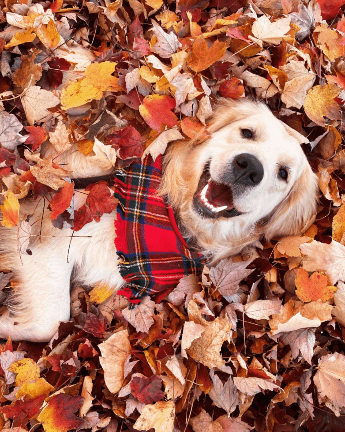 golden retriever in a blue and red bandana laying in a pile of brown leaves