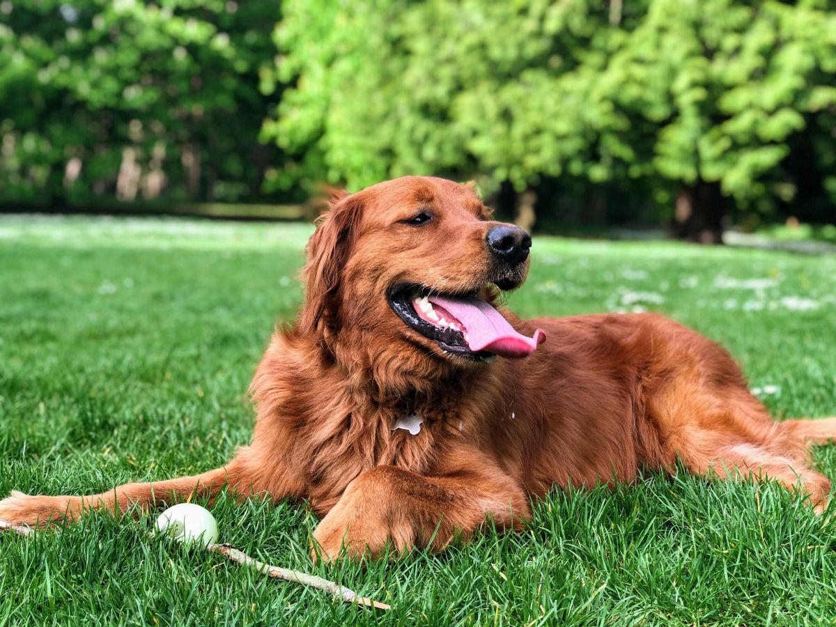 golden retriever laying on grass in a dog park