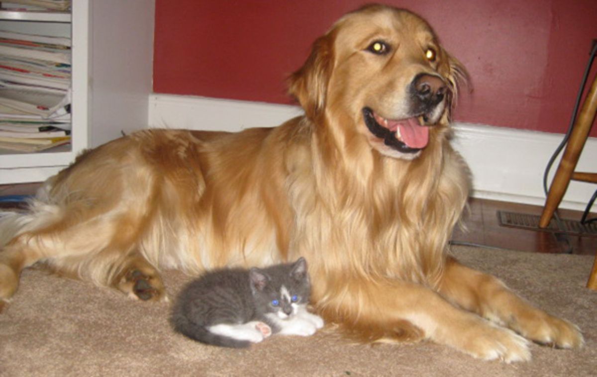 golden retriever laying on the floor with a grey and white tabby kitten