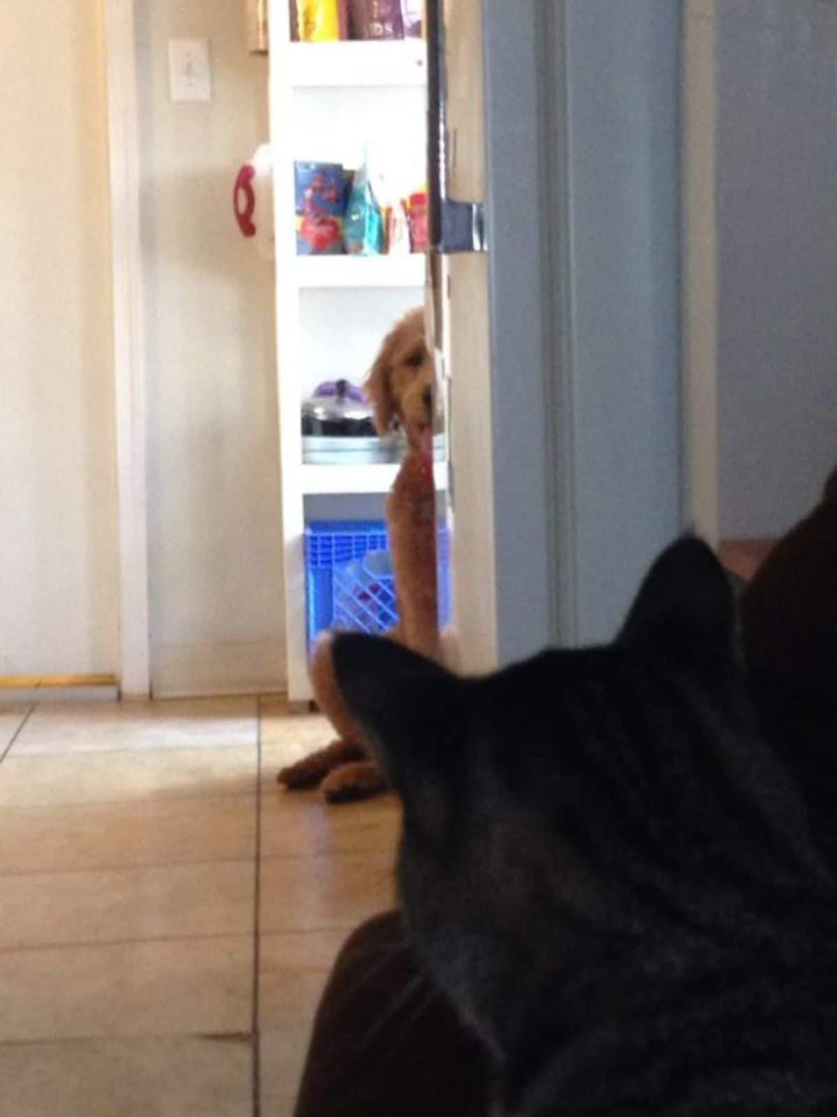 golden retriever puppy hiding behind a door from a grey tabby cat on a brown sofa