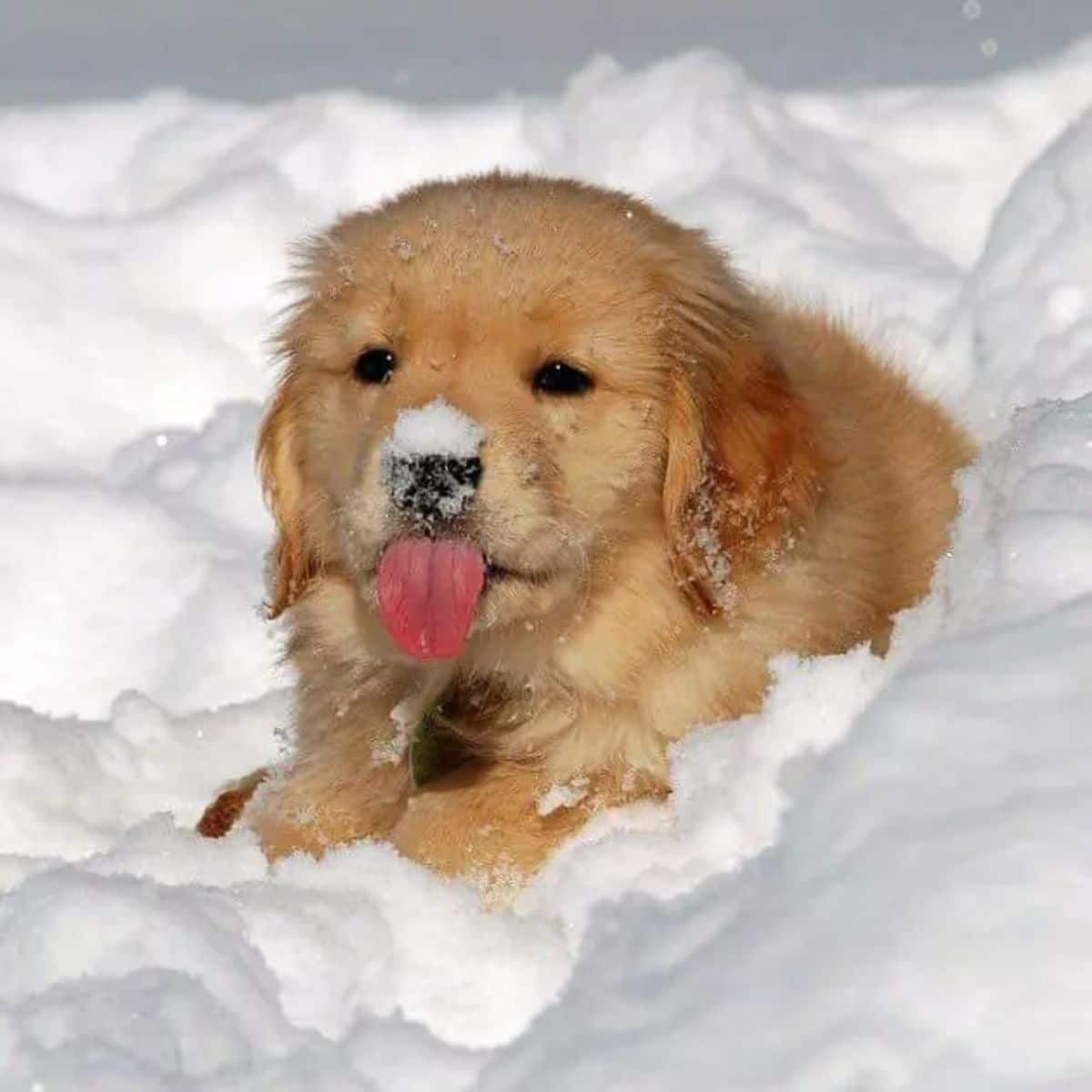 golden retriever puppy laying on snow with the tongue hanging out and some snow on its nose