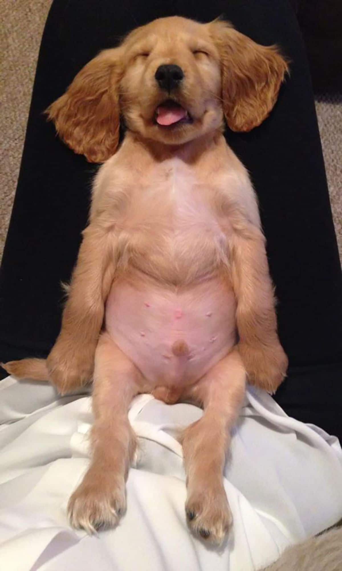 golden retriever puppy sleeping belly up on someone's lap with the mouth open and tongue out