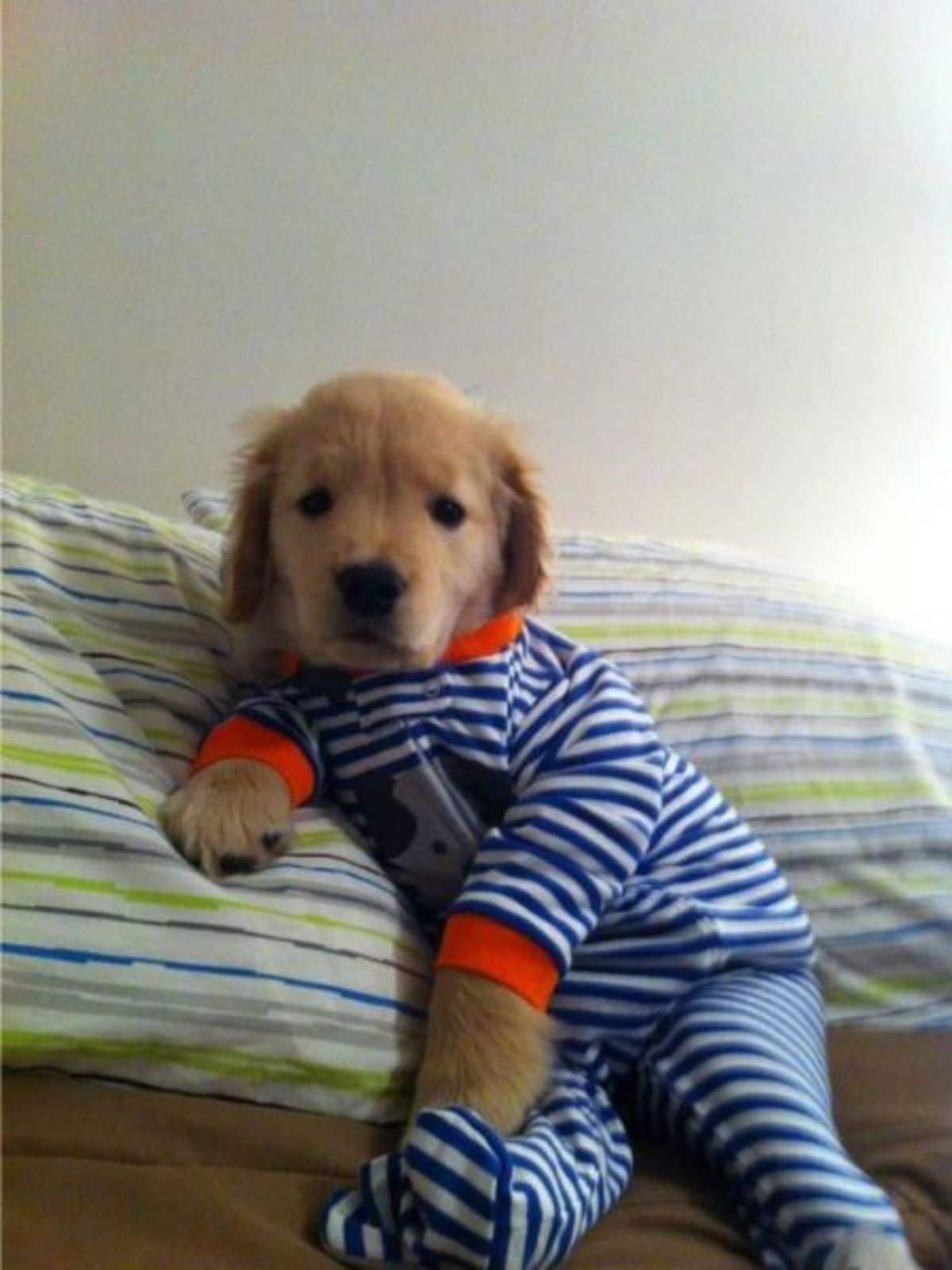 golden retriever puppy wearing a blue white and red onesie and resting on a bed