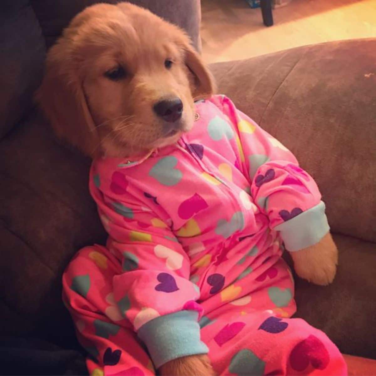 golden retriever puppy wearing a pink and grey onesie with colourful hearts