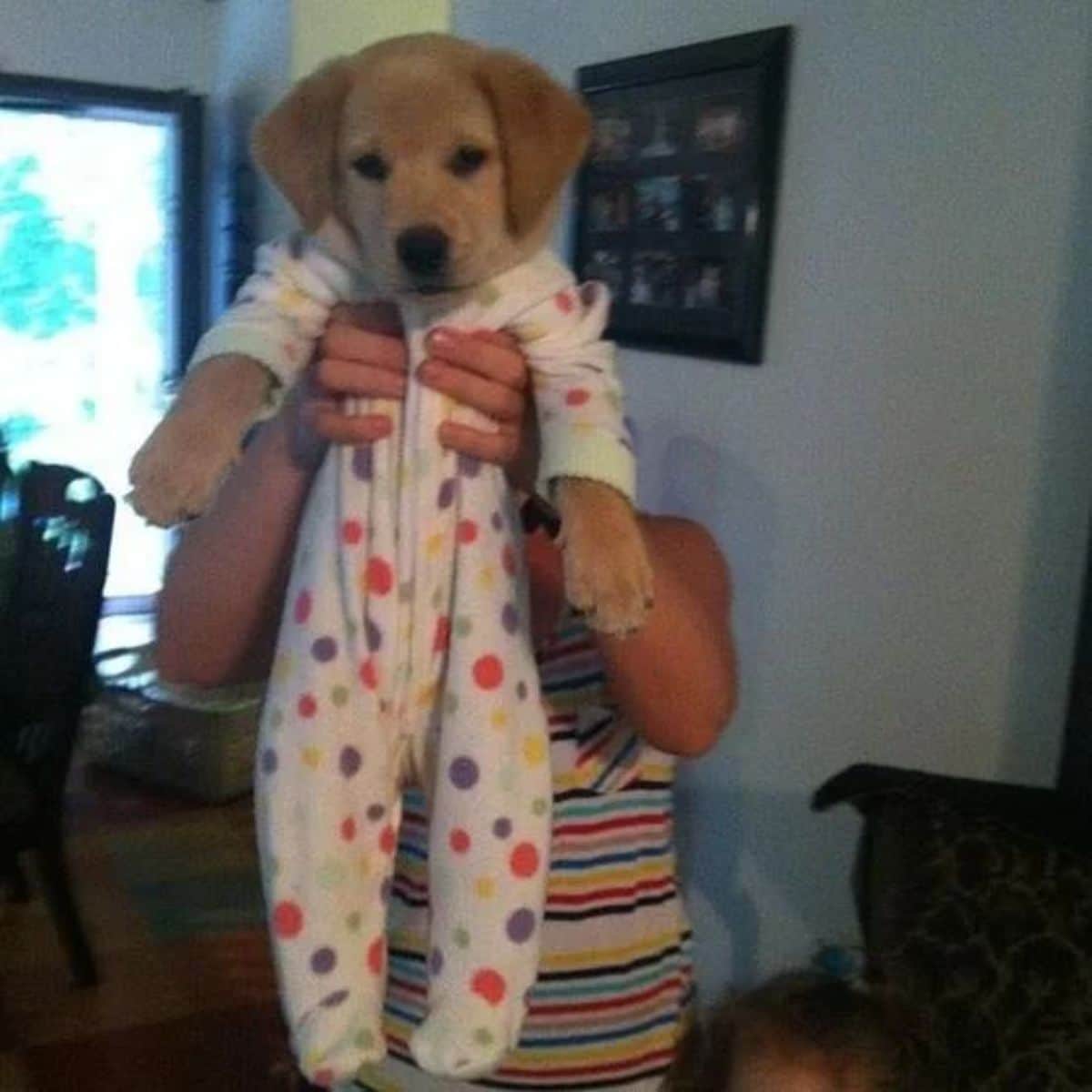 golden retriever puppy wearing a white and colourful polka dotted onesie and being held up by someone