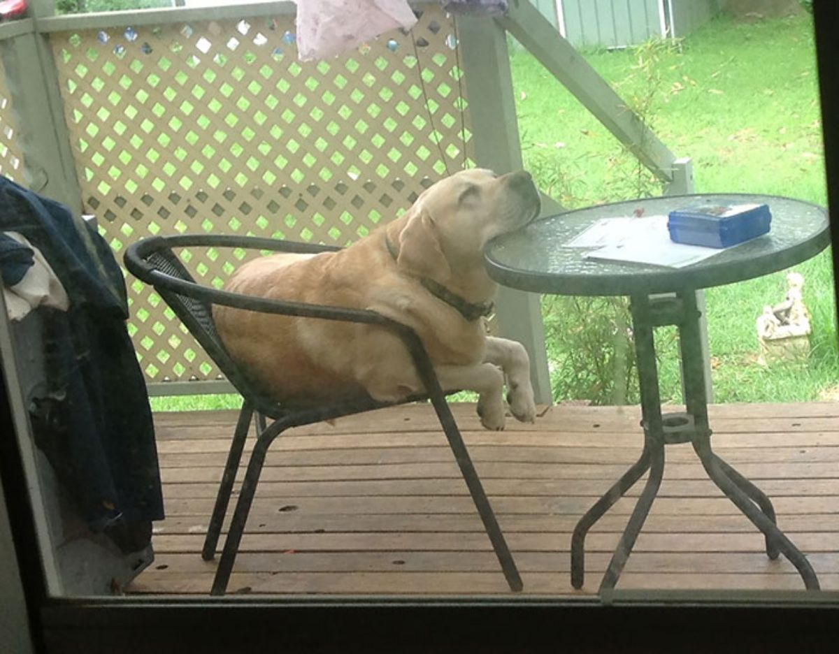 golden retriever sleeping on a patio chair with the chin on the glass table in front of it