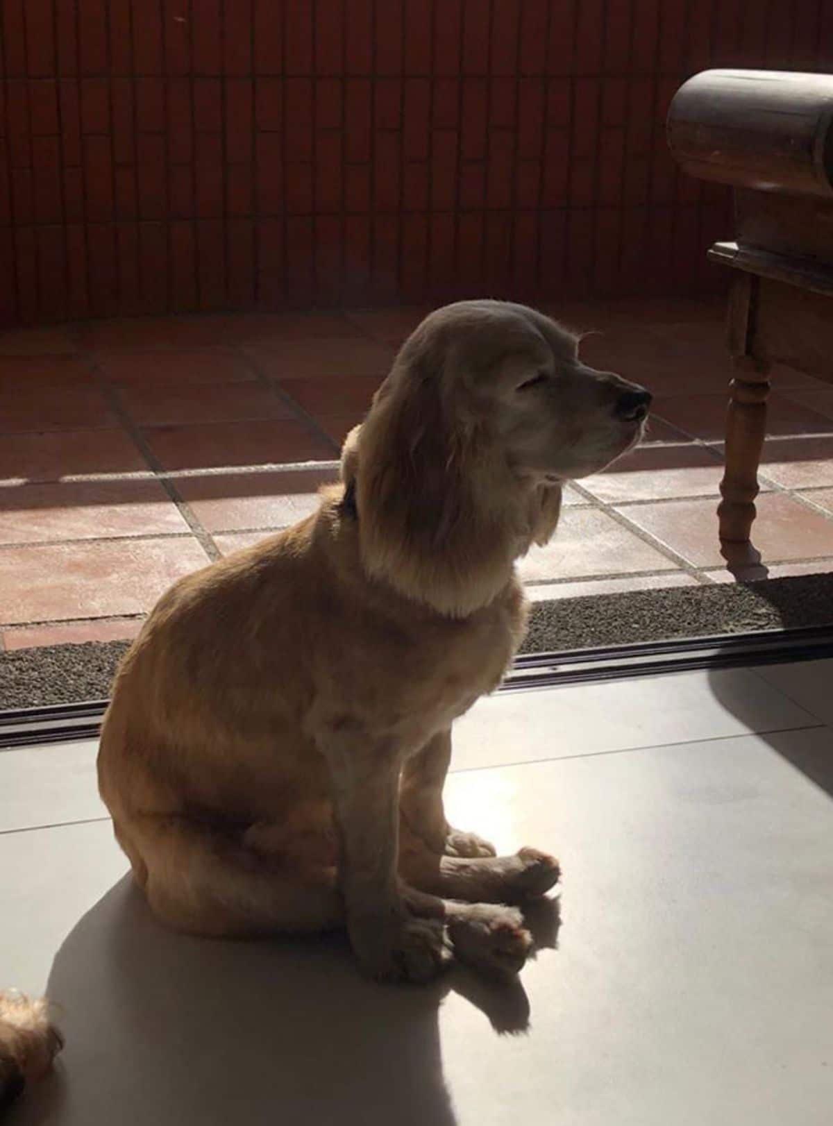 golden retriever sleeping sitting up with the back legs stretched out between the two front legs