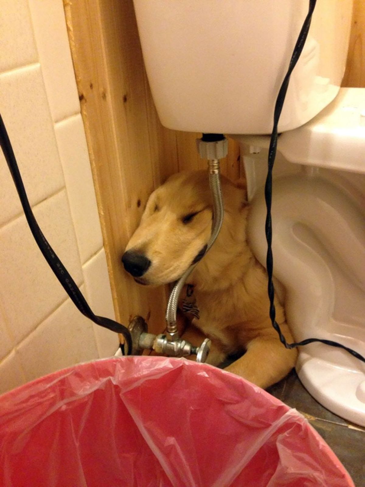 golden retriever sleeping with the face squished between a wall and a toilet