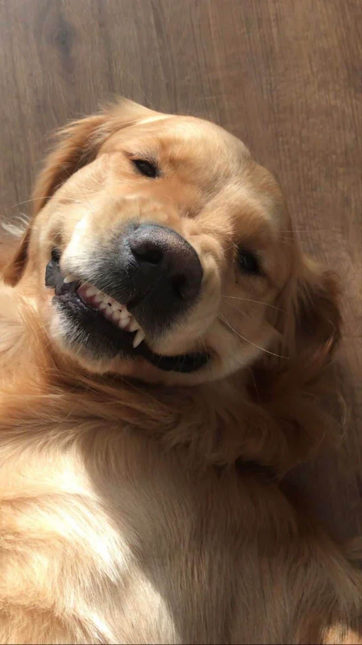 golden retriever smiling with the teeth showing