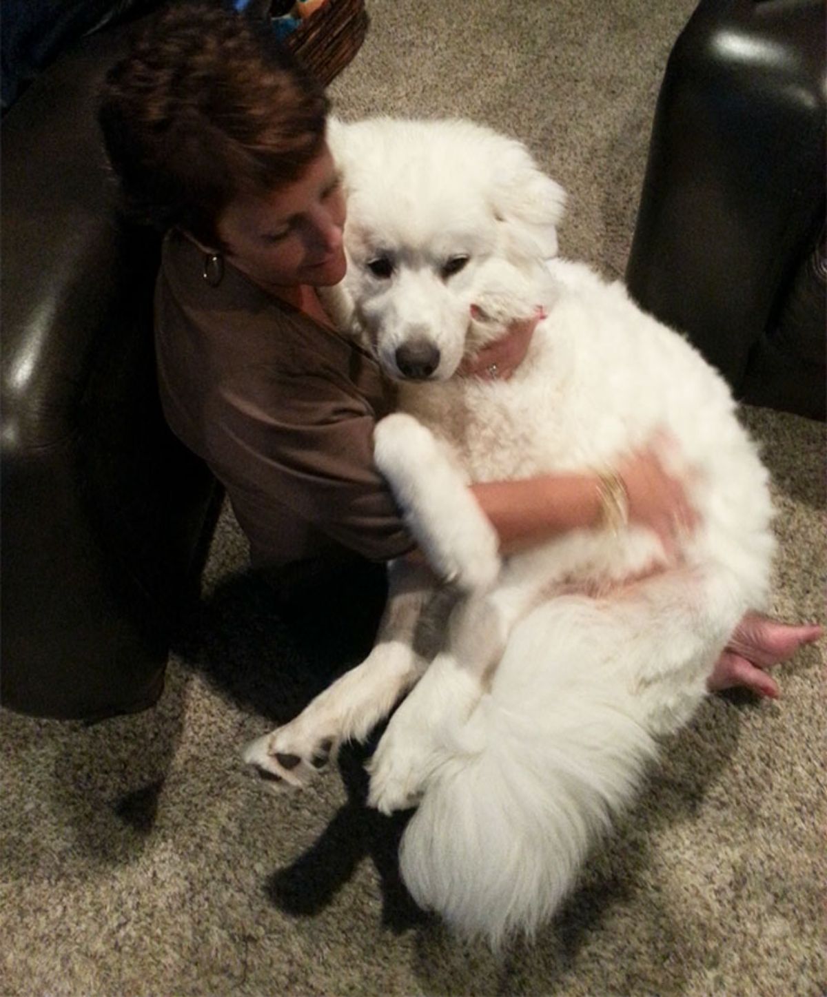 great pyrenees being held on someone's lap and cuddled
