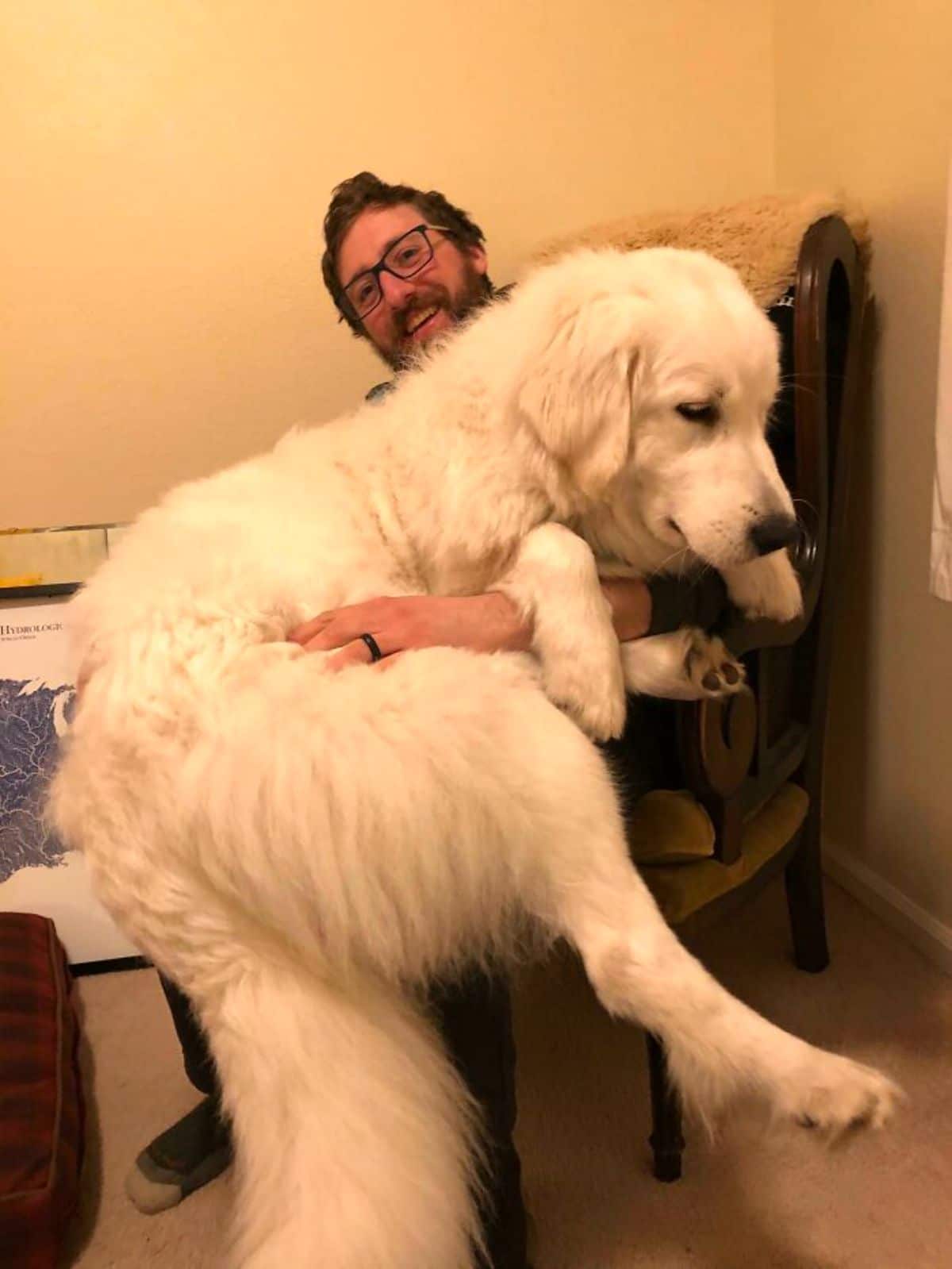 great pyrenees laying on a man's lap