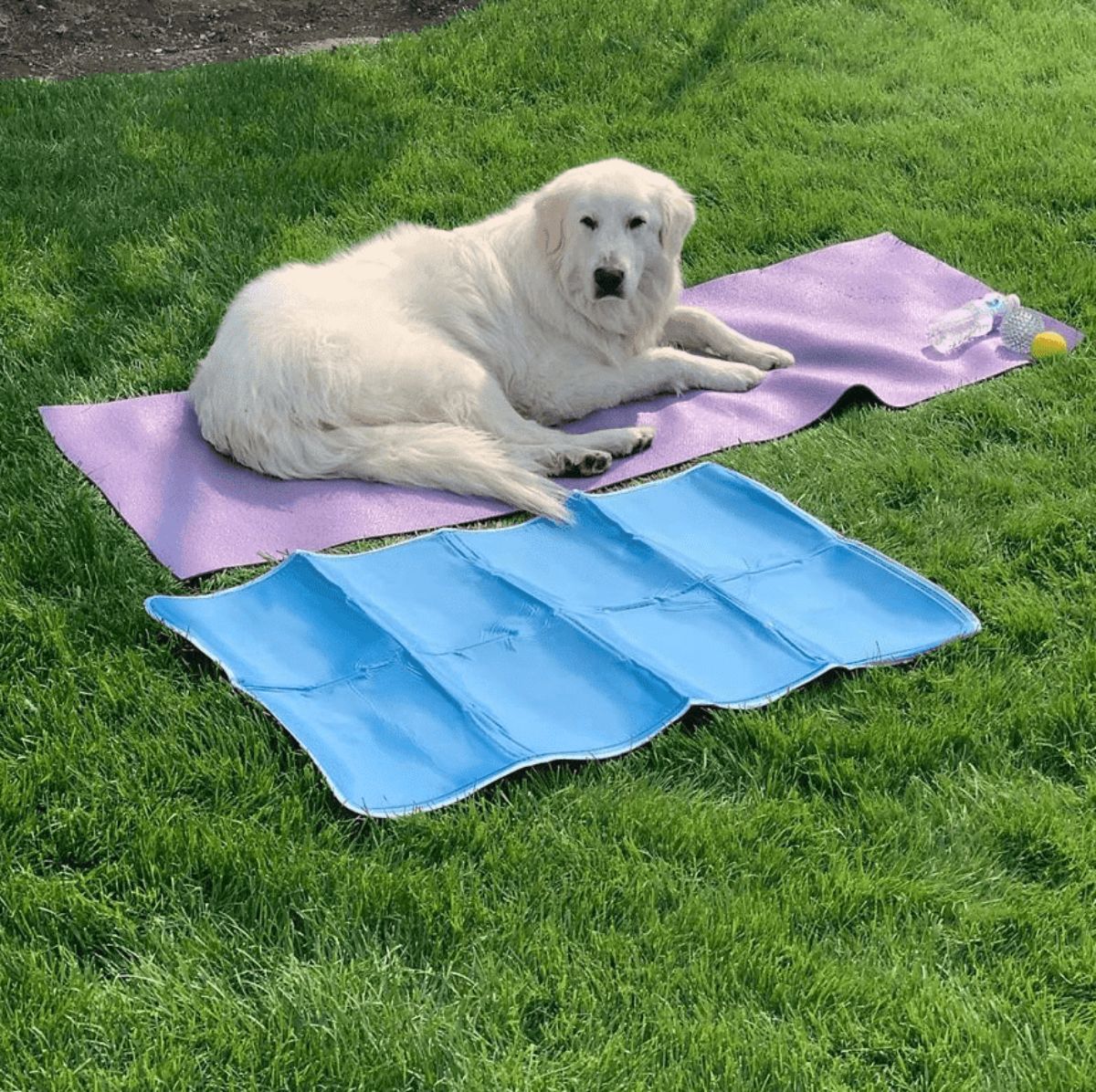 great pyrenees laying on a purple mat on grass next to a blue mat