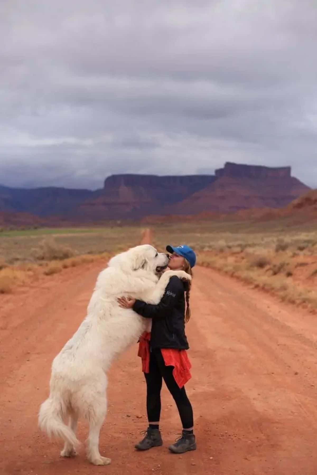 great pyrenees standing on hind legs being hugged by a woman