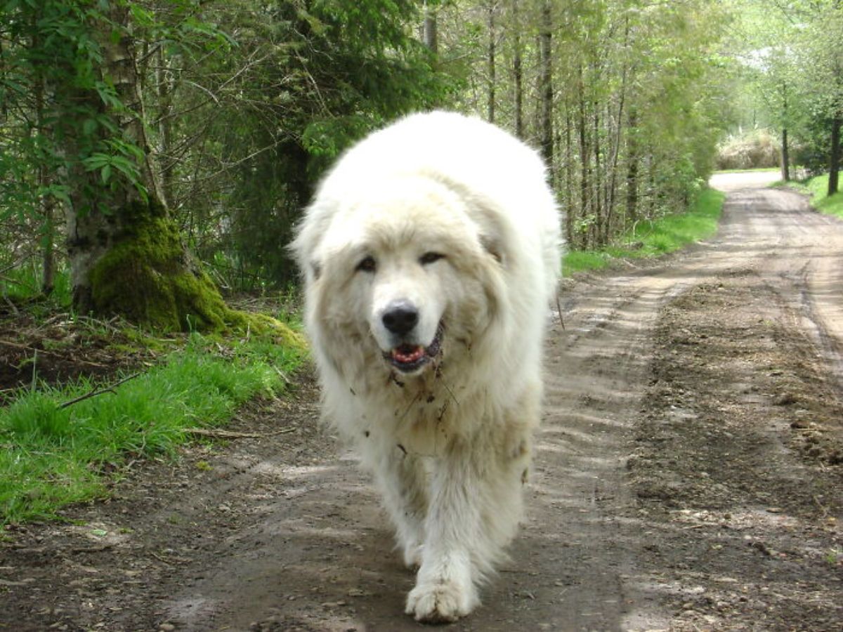 great pyrenees walking on a path in a forest