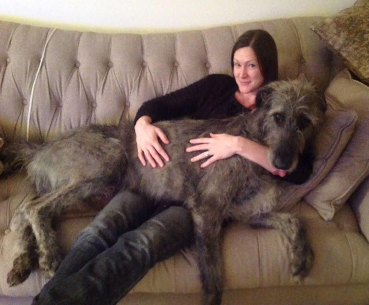 grey and black irish wolfhound laying across a woman on a brown sofa