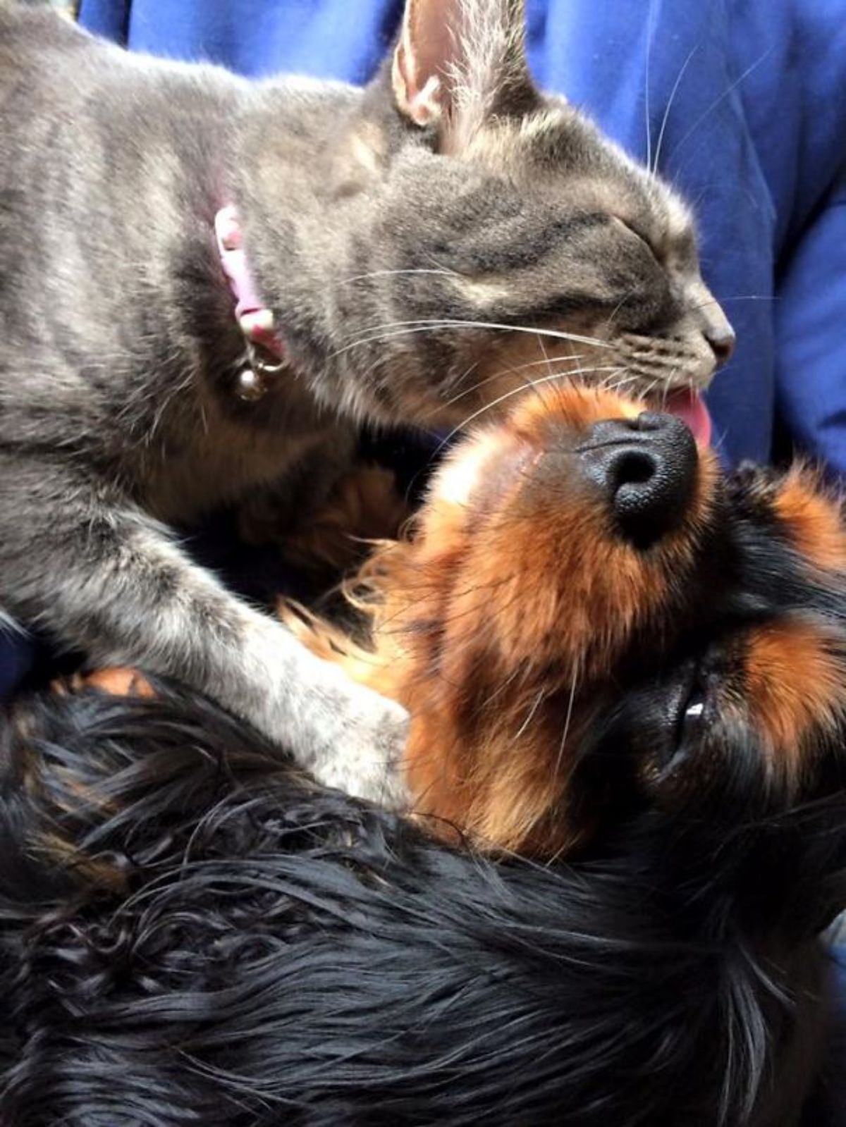 grey and white cat cuddling with a brown and black dog