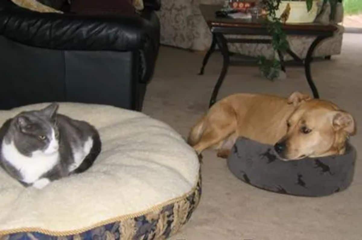 grey and white cat laying on a large dog bed and a brown dog laying on the floor with the first half of the body in a small grey cat bed