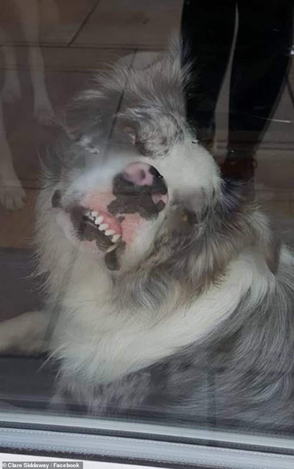 grey and white dog laying against a glass with the nose placed against the glass showing its teeth