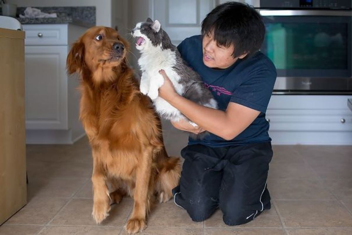 grey and white hissing cat being held by a man to a scared golden retriever