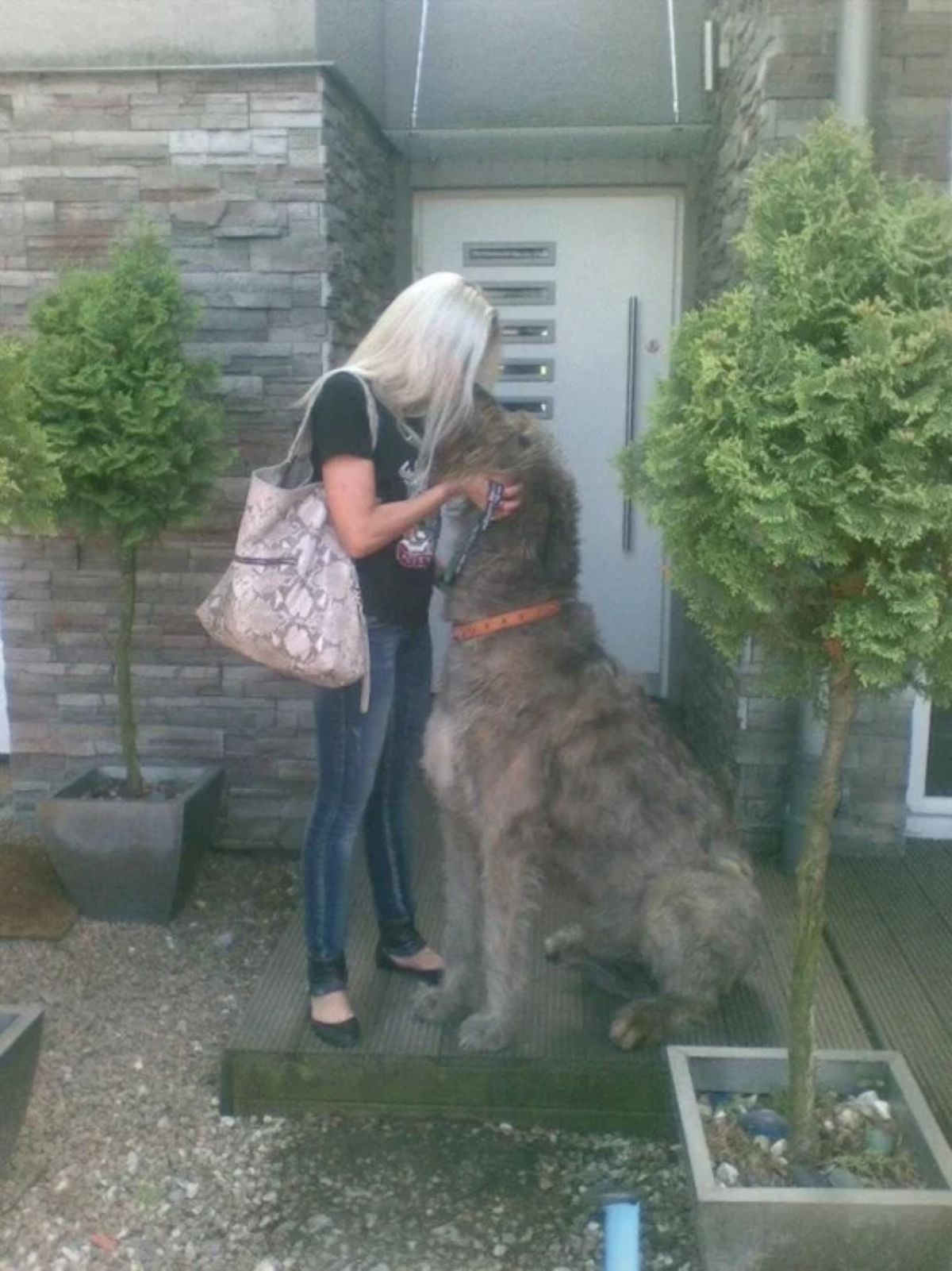 grey and white irish wolfhound sitting on the floor and kissing a woman