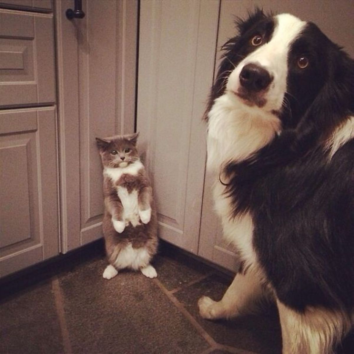 grey and white kitten standing on hind legs in a corner of the wall and a fluffy large black and white dog looking at the camera guiltily