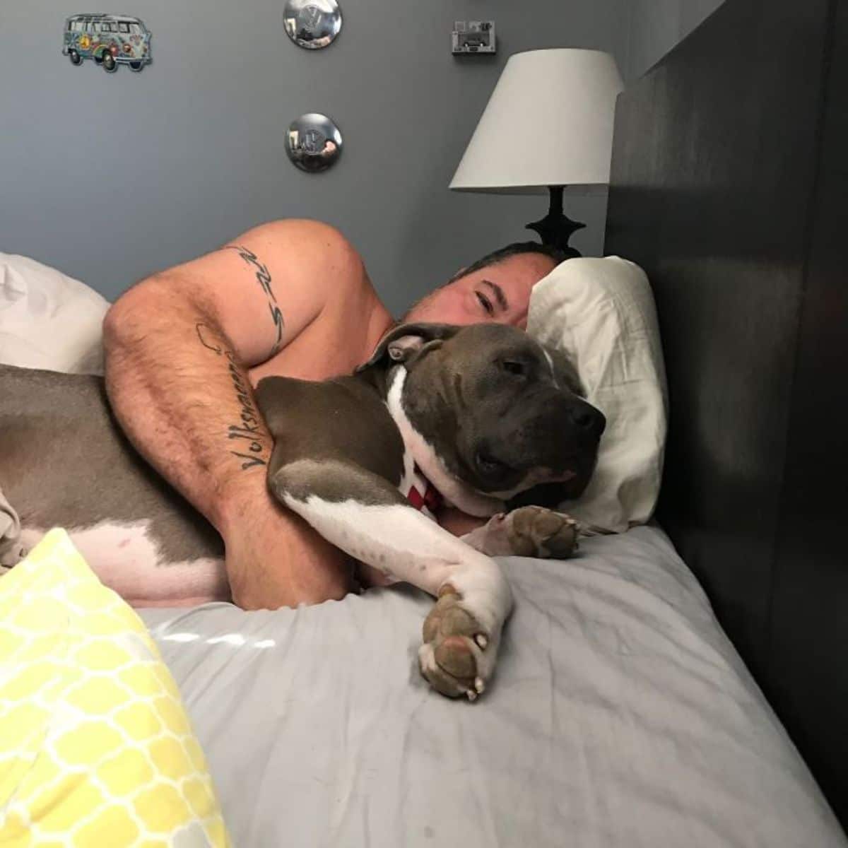 grey and white pitbull laying on a bed and being hugged by a man