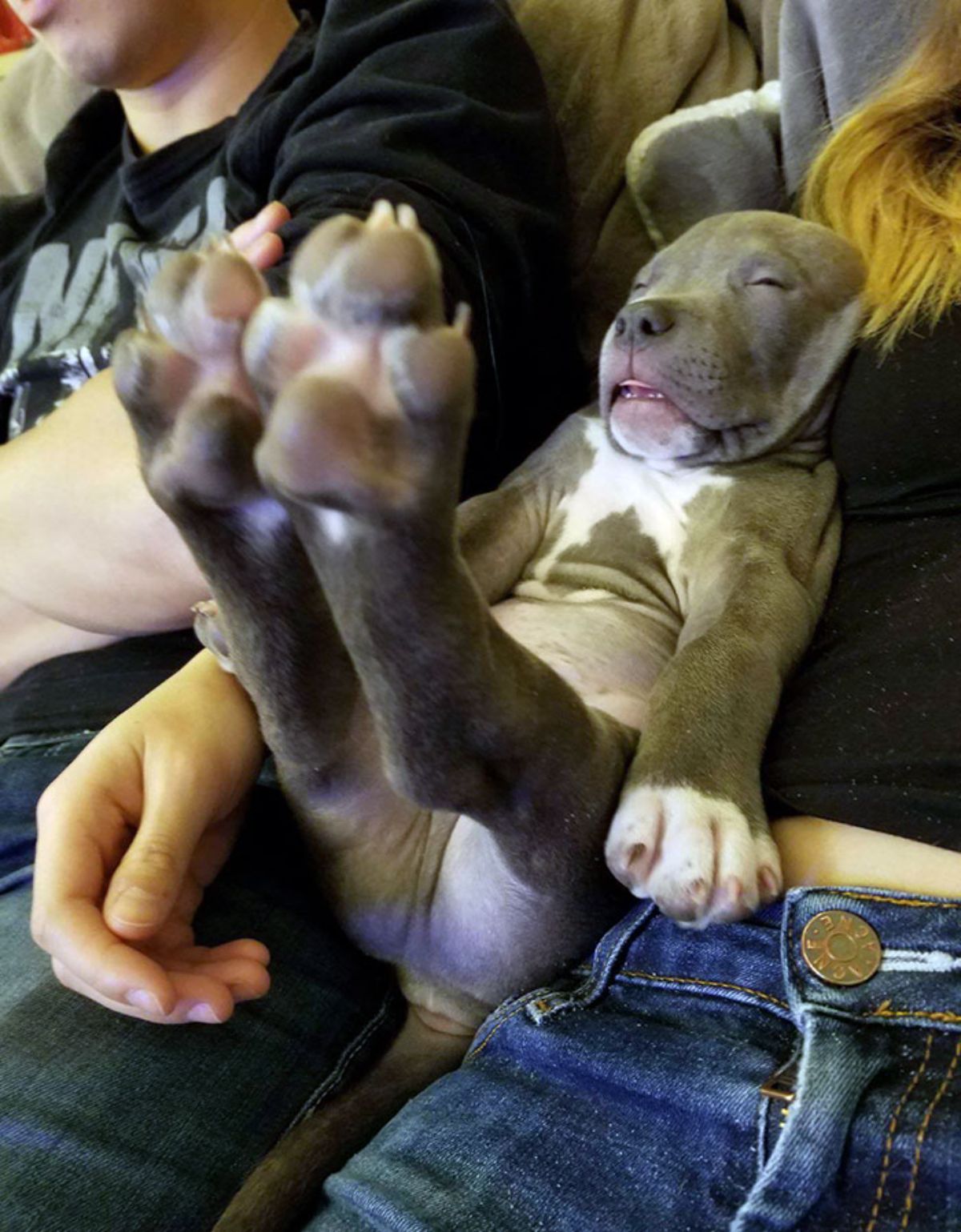 grey and white pitbull puppy sleeping on someone's lap with the back legs stretched out
