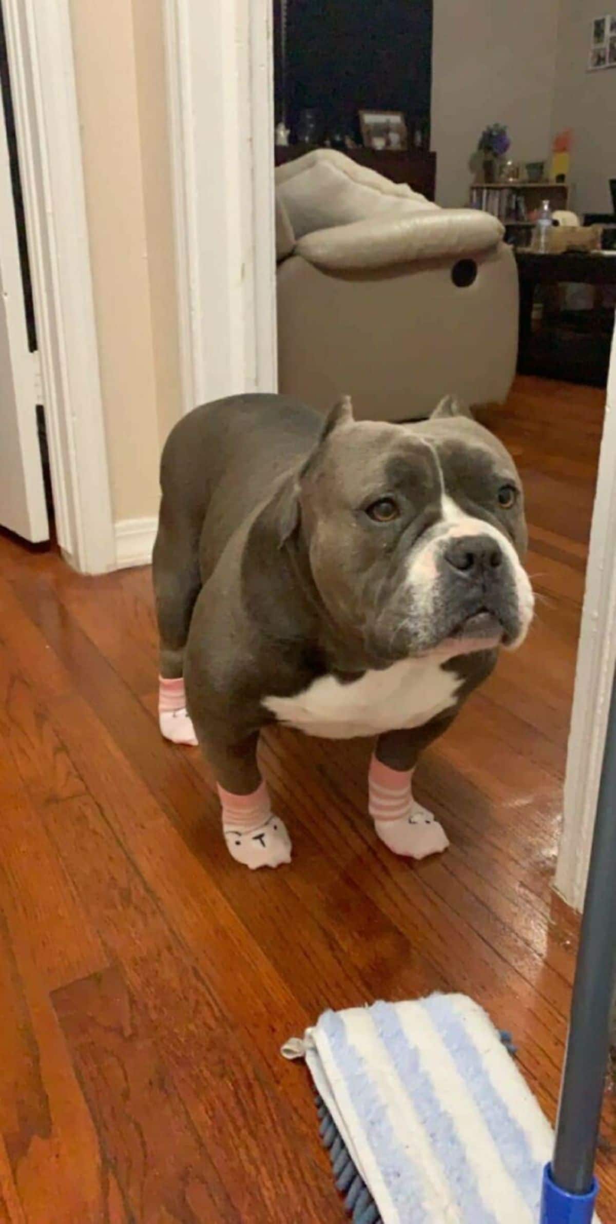 grey and white pitbull wearing pink and white teddy bear socks