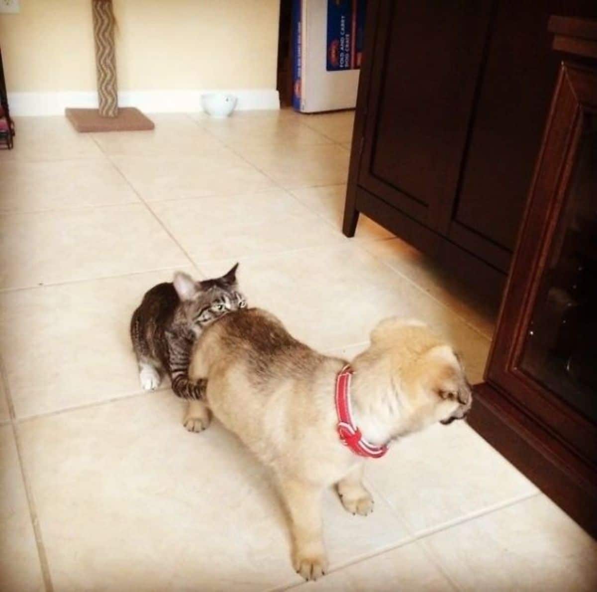 grey and white tabby cat attacking the butt of a small brown and black dog