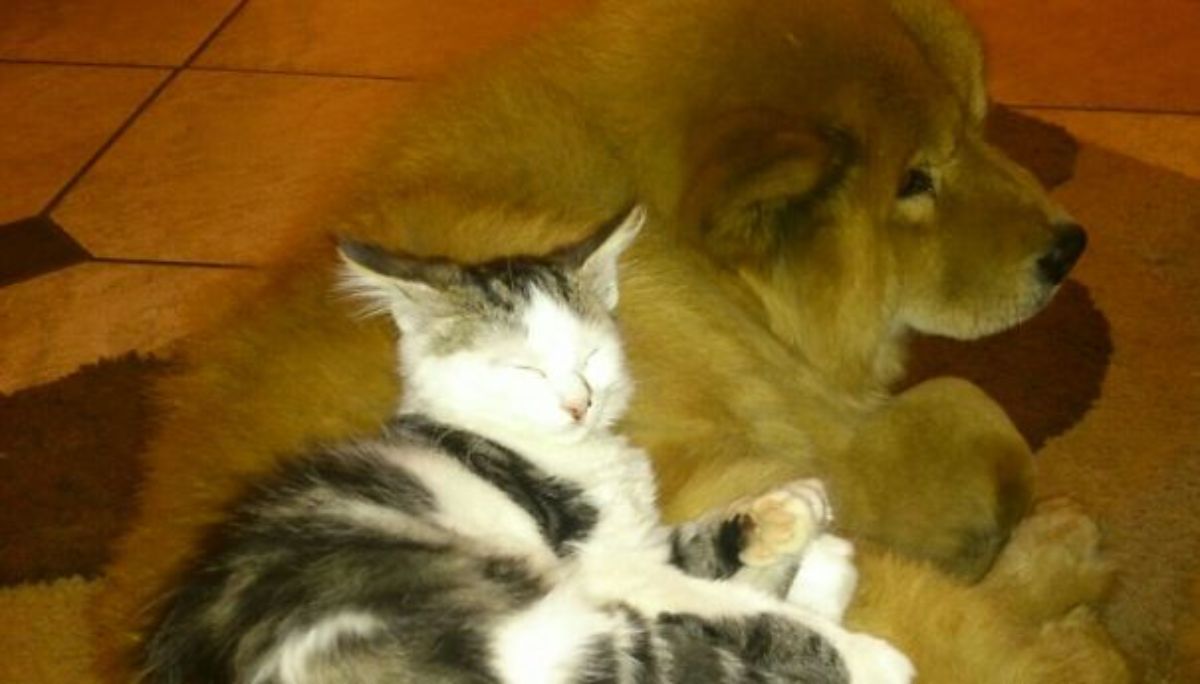 grey and white tabby cat laying on a fluffy large brown dog