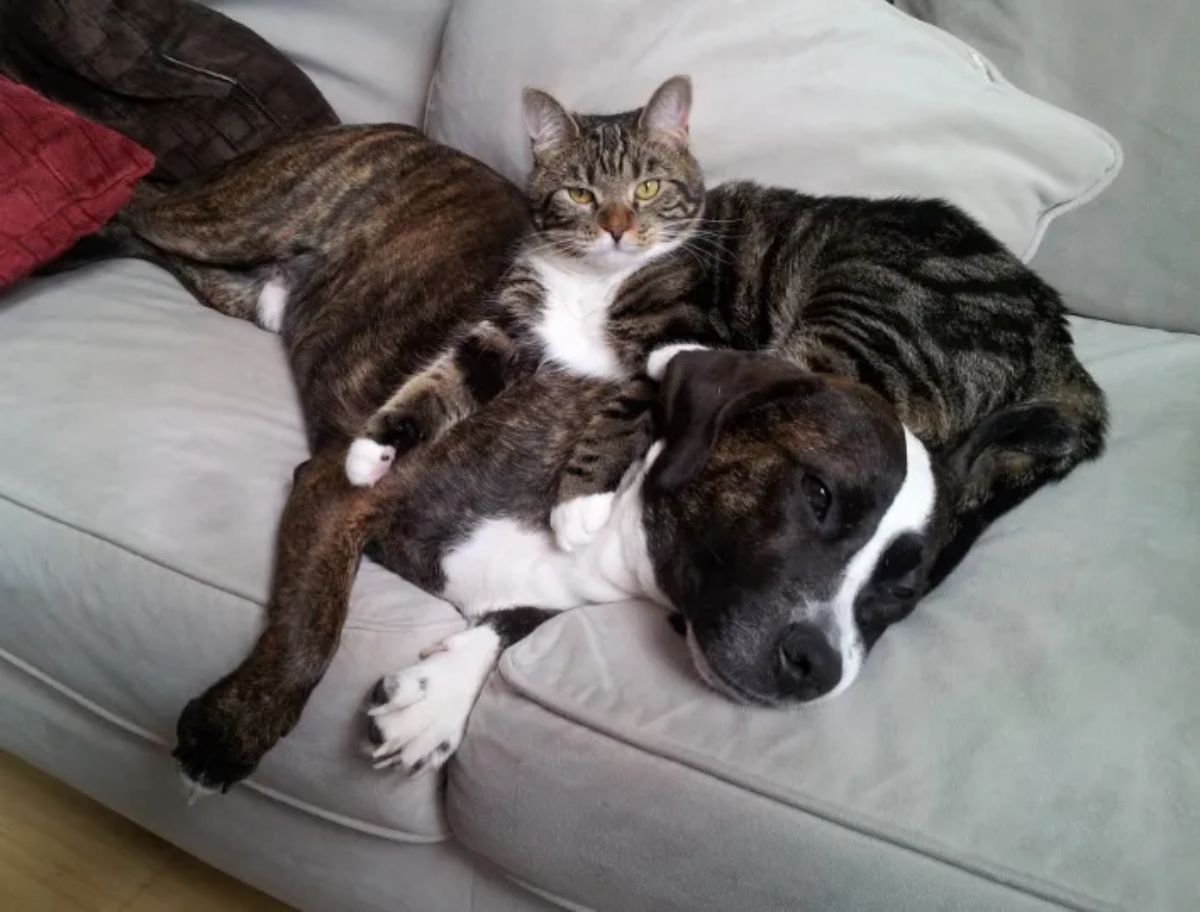 grey and white tabby cat laying on a white black and brown brindle dog laying on a grey sofa