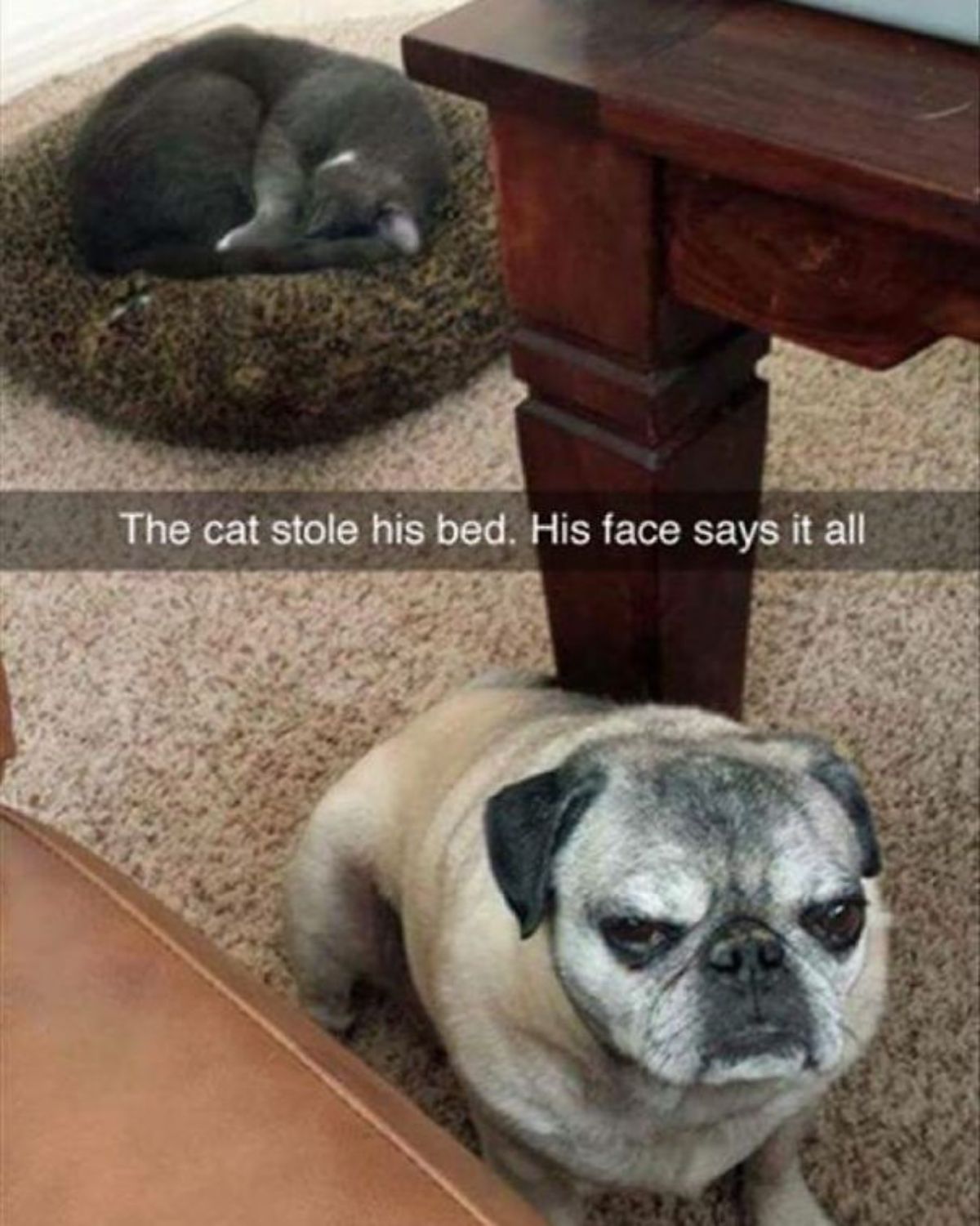 grey cat sleeping in a dog bed with an angry old brown pug in front of it with the caption The cat stole his bed. His face says it all