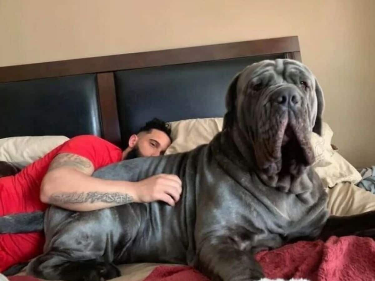 grey mastiff laying on a bed with a man behind it