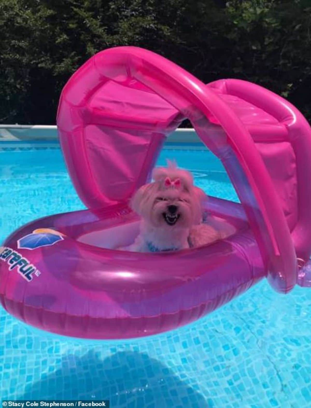 growling small white fluffy dog sitting in a large pink pool float in a swimming pool