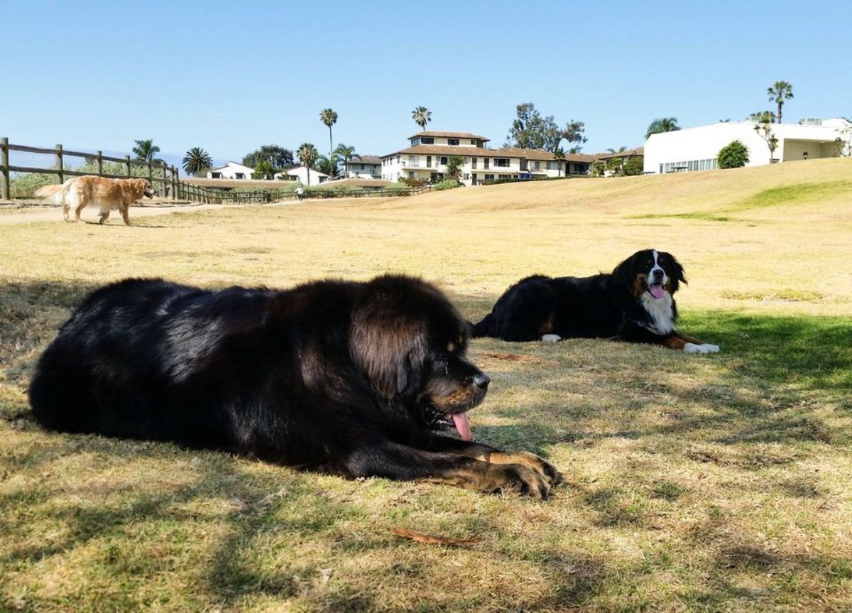 large black and brown fluffy mastiff laying on grass next to a black brown and white bernese mountain dog