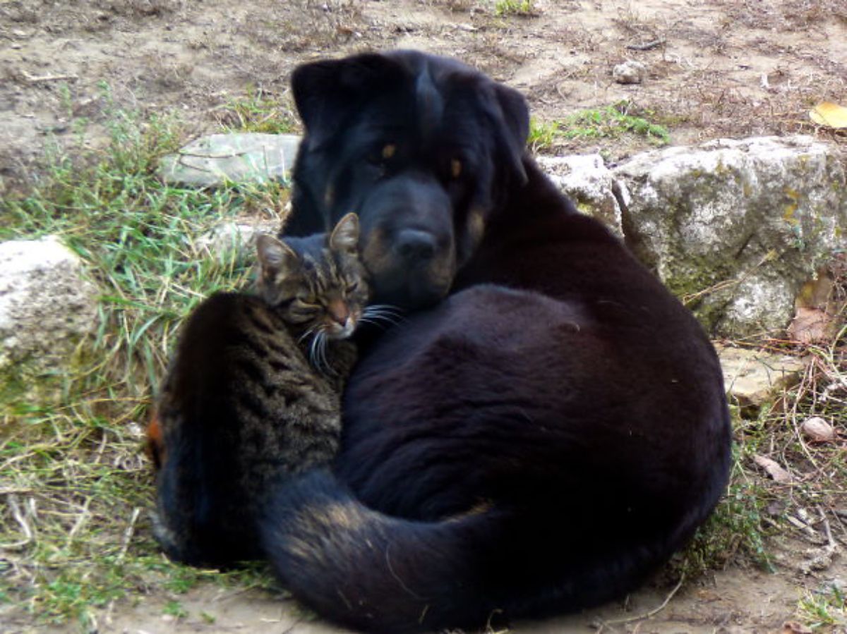 large black dog cuddling with a grey tabby cat