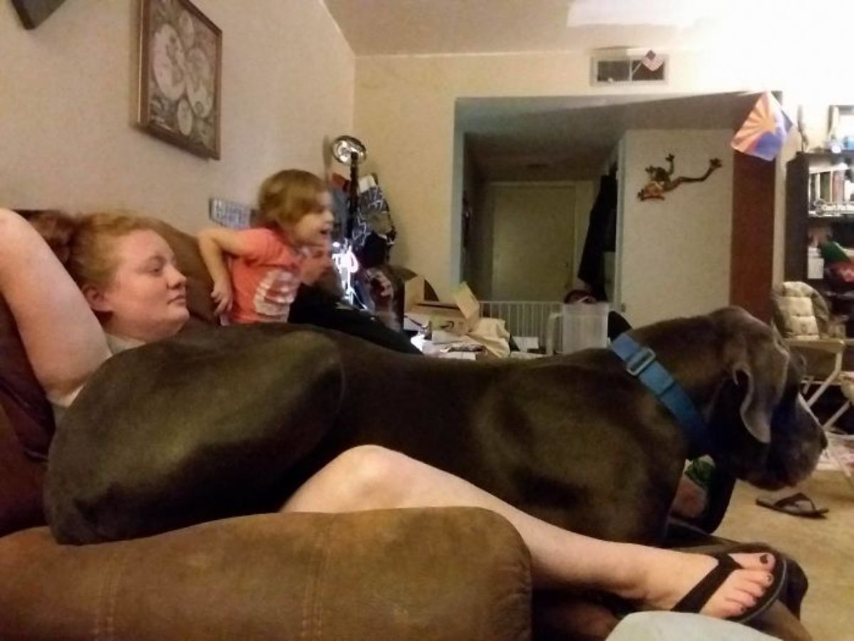 large black dog laying across a woman's lap on a brown sofa next to a little girl