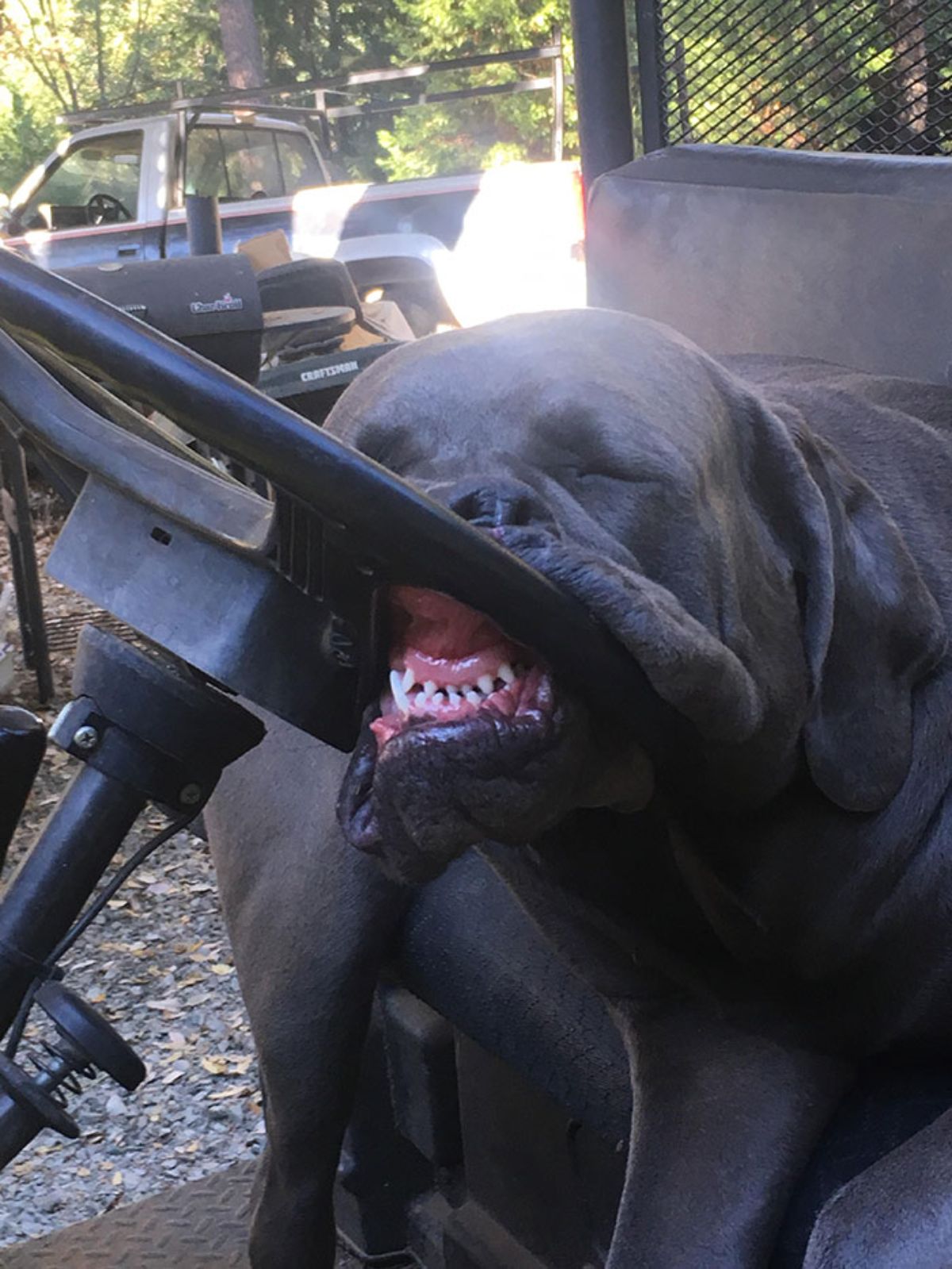 large black dog sleeping with the mouth against a steering wheel with the teeth showing