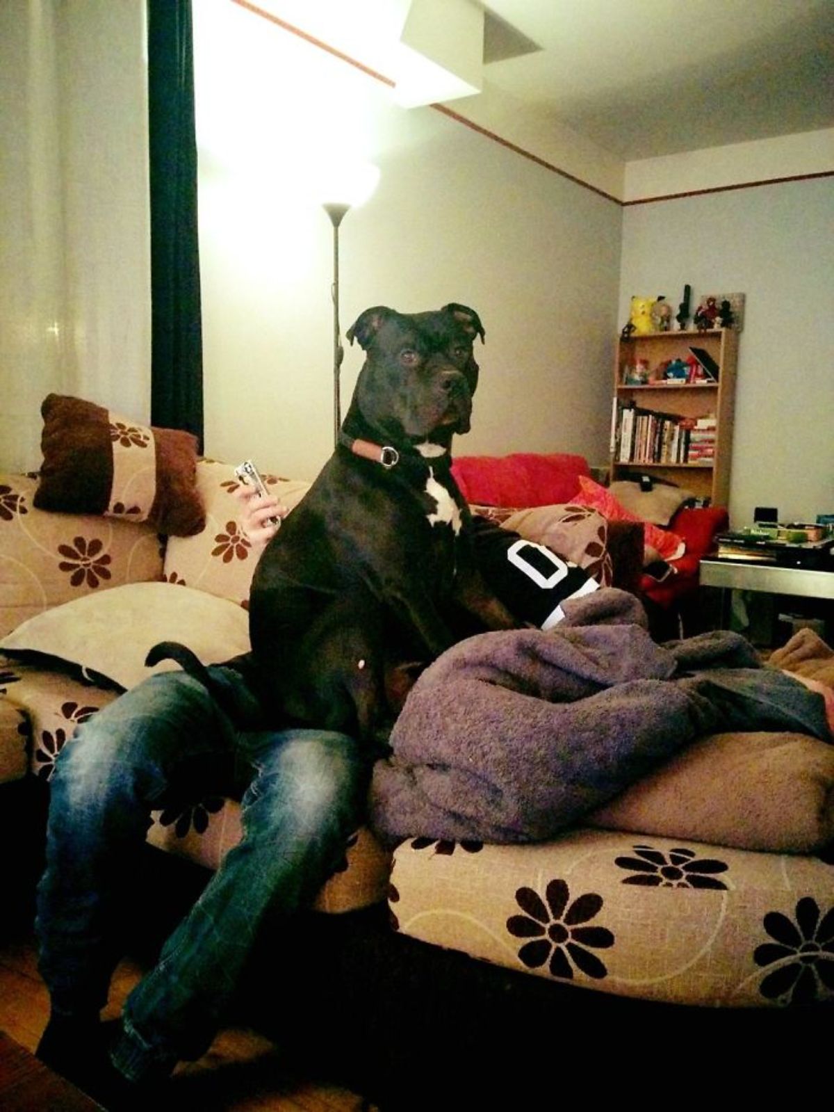 large black dog with white chest patch sitting on someone's lap